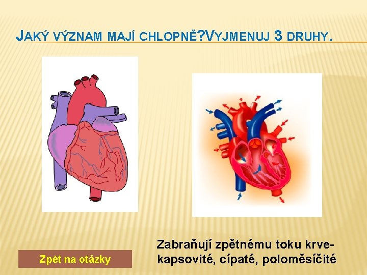 JAKÝ VÝZNAM MAJÍ CHLOPNĚ? VYJMENUJ 3 DRUHY. Zpět na otázky Zabraňují zpětnému toku krvekapsovité,