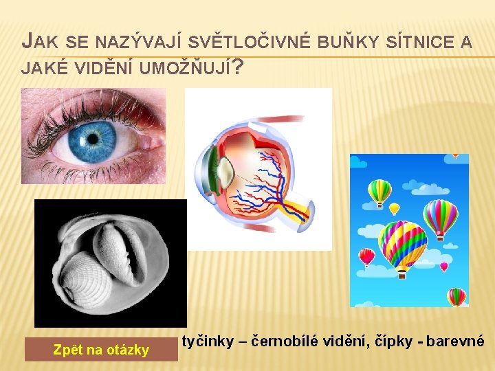 JAK SE NAZÝVAJÍ SVĚTLOČIVNÉ BUŇKY SÍTNICE A JAKÉ VIDĚNÍ UMOŽŇUJÍ? Zpět na otázky tyčinky