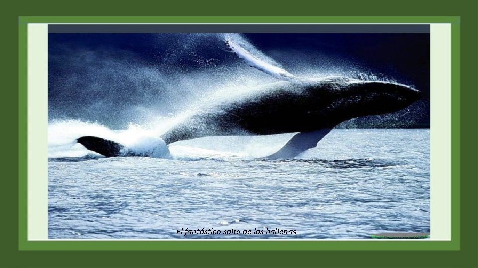 El fantástico salto de las ballenas 