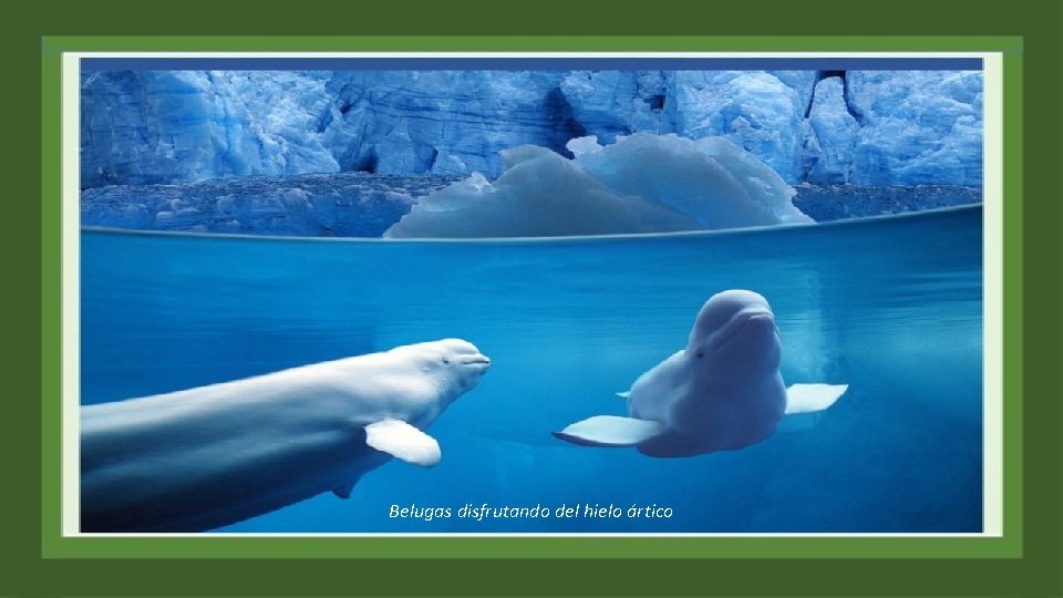 Belugas disfrutando del hielo ártico 