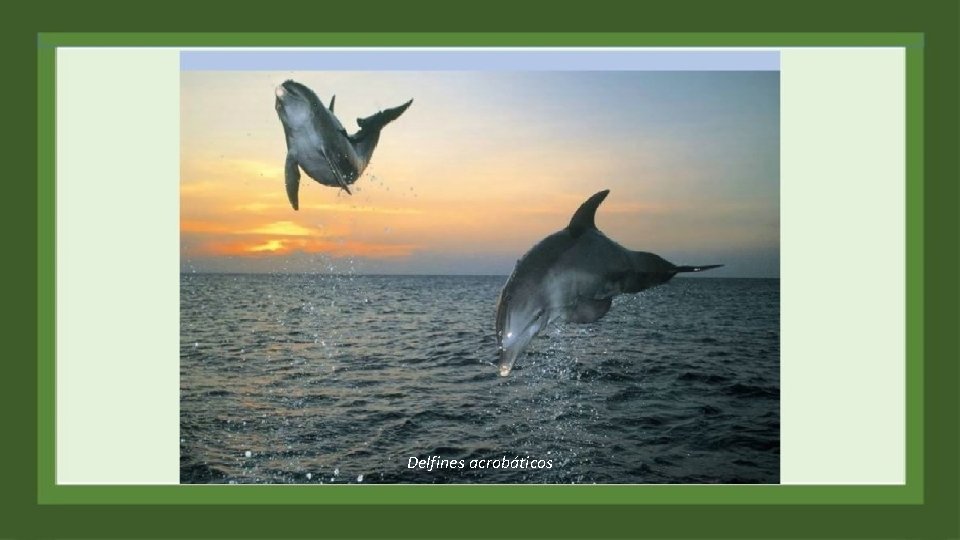 Delfines acrobáticos 