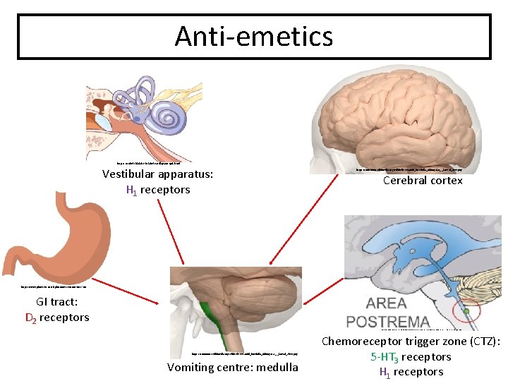 Anti-emetics http: //10. nhef. chfalaise. fr/label-ear-diagram-quiz. html Vestibular apparatus: H 1 receptors https: //commons.