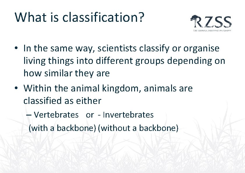 What is classification? • In the same way, scientists classify or organise living things