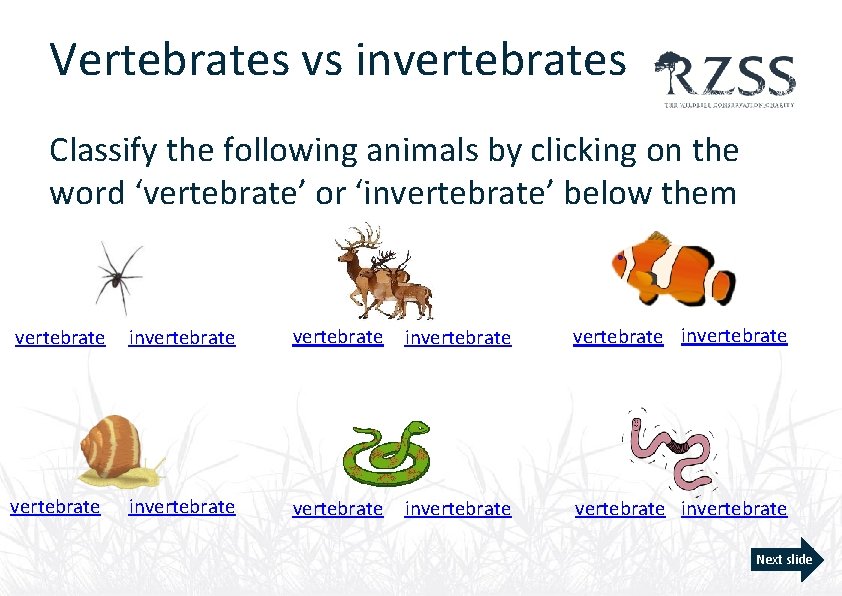 Vertebrates vs invertebrates Classify the following animals by clicking on the word ‘vertebrate’ or