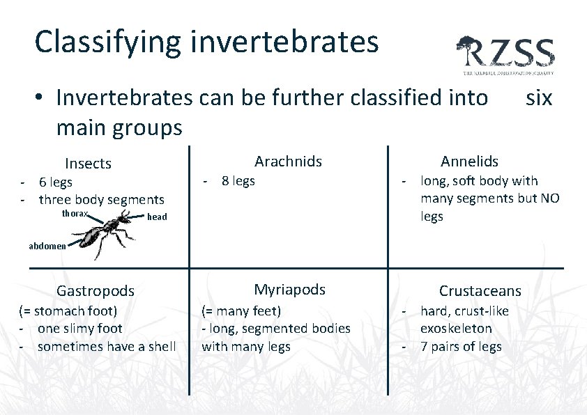Classifying invertebrates • Invertebrates can be further classified into main groups Arachnids Insects -
