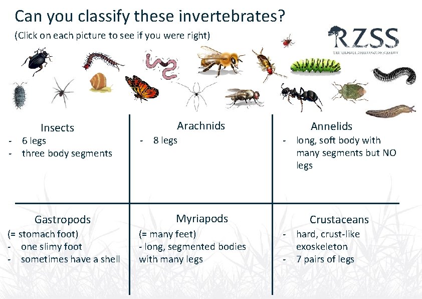 Can you classify these invertebrates? (Click on each picture to see if you were