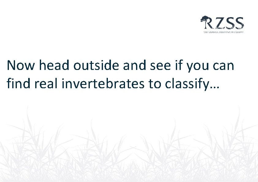 Now head outside and see if you can find real invertebrates to classify… 