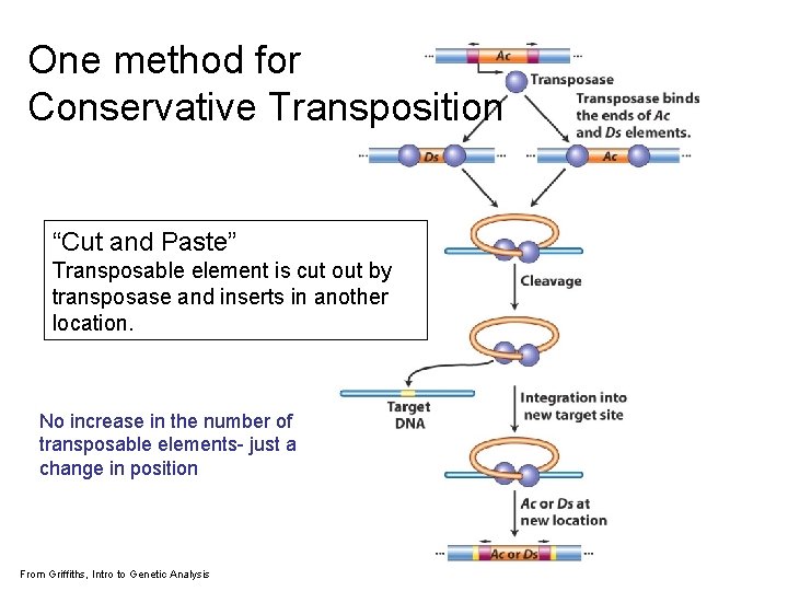 One method for Conservative Transposition “Cut and Paste” Transposable element is cut out by