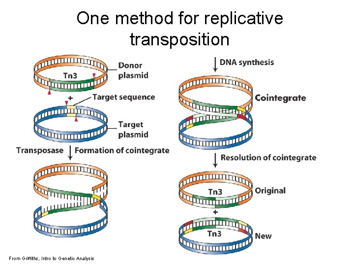 One method for replicative transposition From Griffiths, Intro to Genetic Analysis 