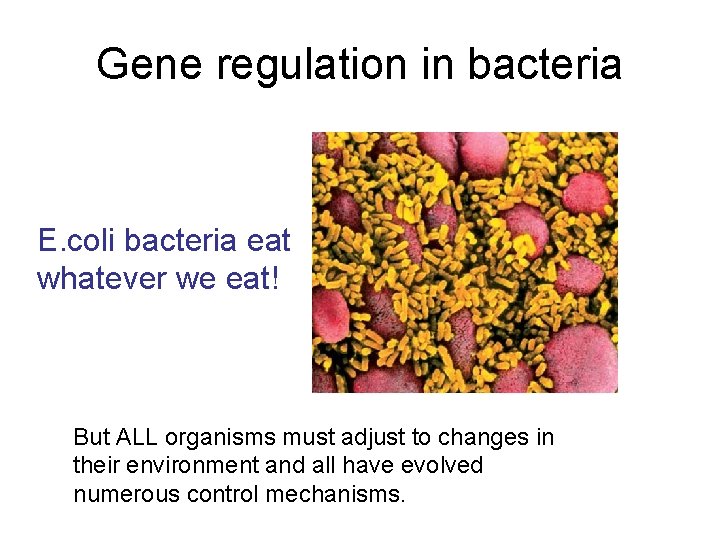 Gene regulation in bacteria E. coli bacteria eat whatever we eat! But ALL organisms