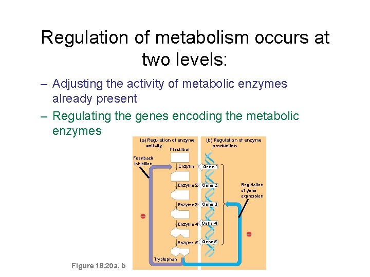 Regulation of metabolism occurs at two levels: – Adjusting the activity of metabolic enzymes