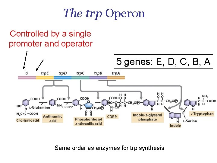 The trp Operon Controlled by a single promoter and operator 5 genes: E, D,