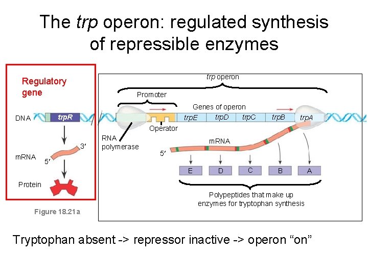 The trp operon: regulated synthesis of repressible enzymes trp operon Regulatory gene Promoter Genes
