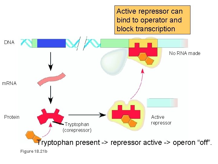 Active repressor can bind to operator and block transcription DNA No RNA made m.