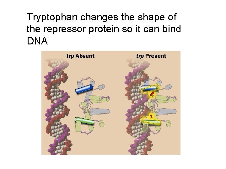 Tryptophan changes the shape of the repressor protein so it can bind DNA 