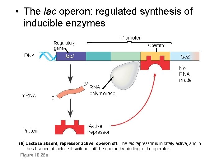  • The lac operon: regulated synthesis of inducible enzymes Promoter Regulatory gene DNA