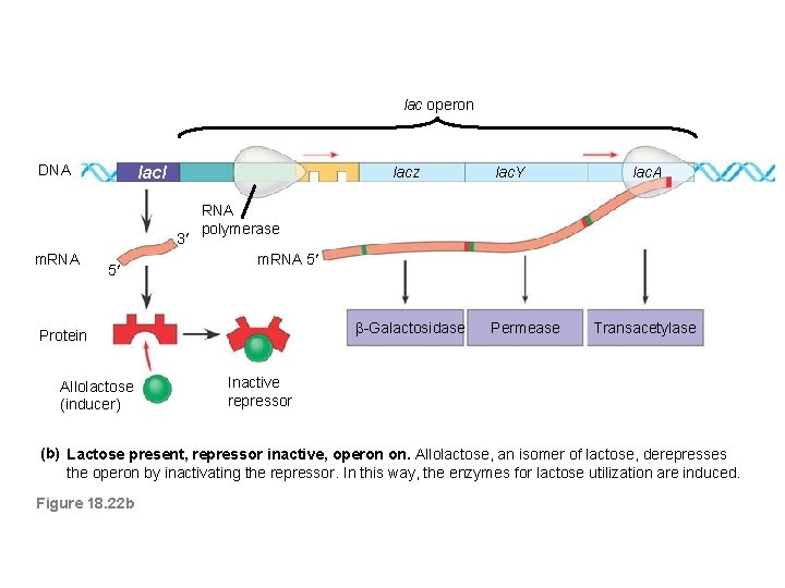 lac operon DNA lacl lacz 3 m. RNA 5 lac. A RNA polymerase m.
