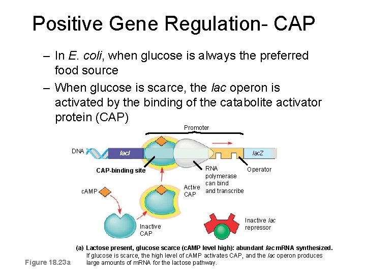 Positive Gene Regulation- CAP – In E. coli, when glucose is always the preferred