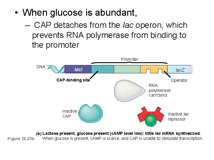  • When glucose is abundant, – CAP detaches from the lac operon, which