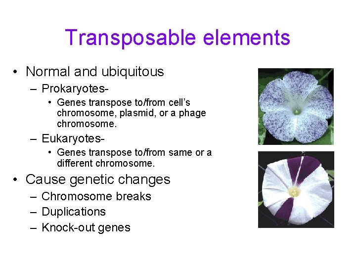 Transposable elements • Normal and ubiquitous – Prokaryotes • Genes transpose to/from cell’s chromosome,