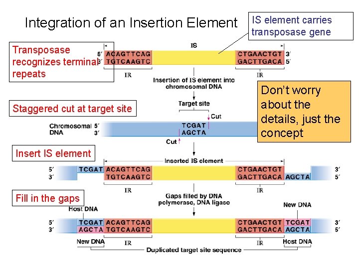 Integration of an Insertion Element IS element carries transposase gene Transposase recognizes terminal repeats