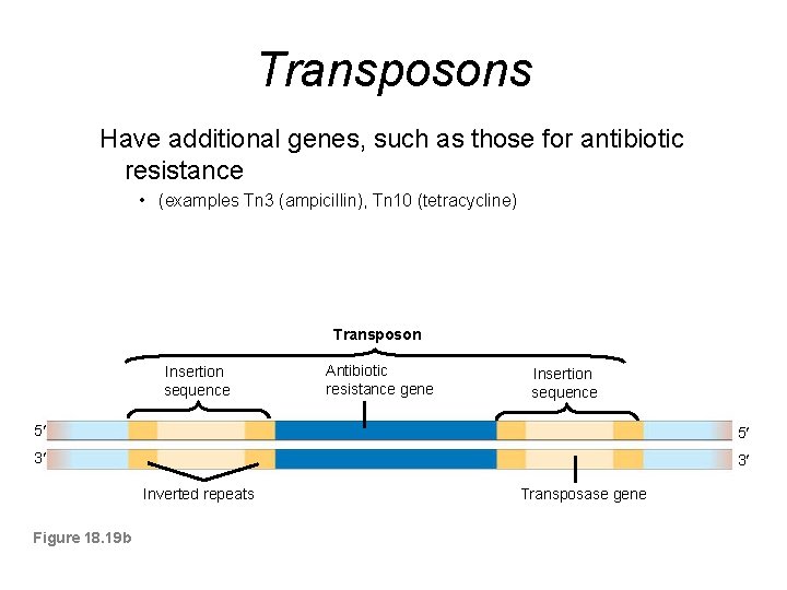 Transposons Have additional genes, such as those for antibiotic resistance • (examples Tn 3