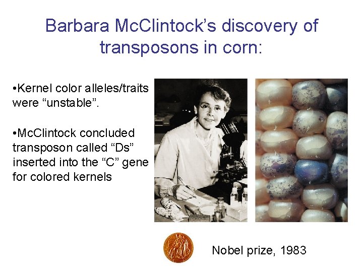 Barbara Mc. Clintock’s discovery of transposons in corn: • Kernel color alleles/traits were “unstable”.