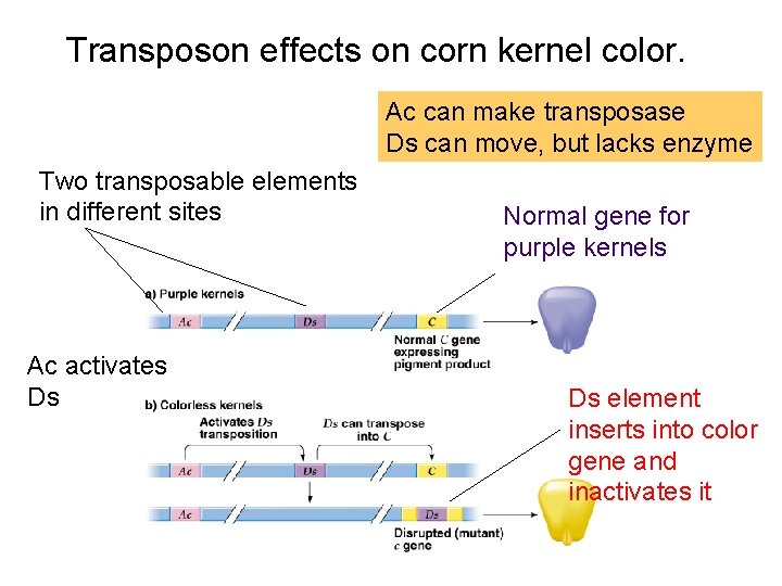 Transposon effects on corn kernel color. Ac can make transposase Ds can move, but