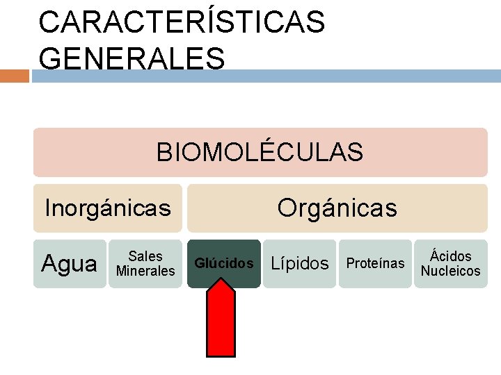 CARACTERÍSTICAS GENERALES BIOMOLÉCULAS Orgánicas Inorgánicas Agua Sales Minerales Glúcidos Lípidos Proteínas Ácidos Nucleicos 