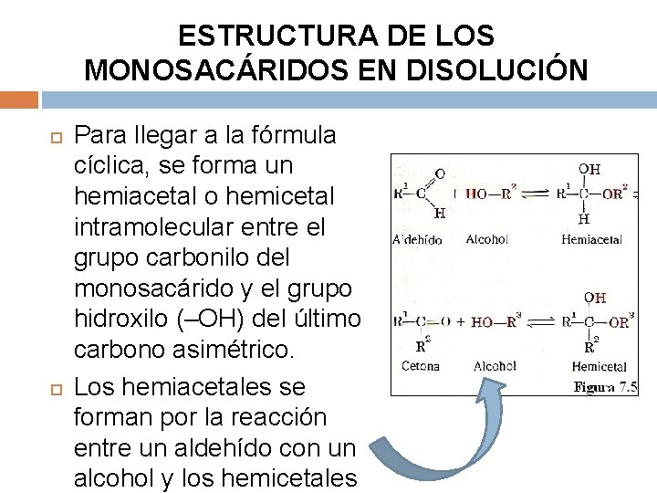 ESTRUCTURA DE LOS MONOSACÁRIDOS EN DISOLUCIÓN Para llegar a la fórmula cíclica, se forma