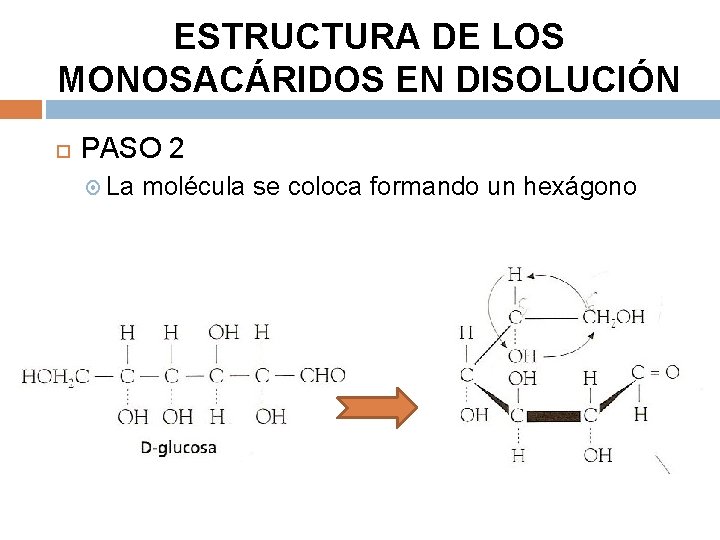 ESTRUCTURA DE LOS MONOSACÁRIDOS EN DISOLUCIÓN PASO 2 La molécula se coloca formando un