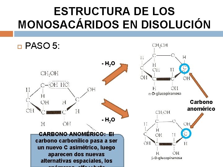 ESTRUCTURA DE LOS MONOSACÁRIDOS EN DISOLUCIÓN PASO 5: - H 2 O Carbono anomérico