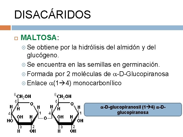 DISACÁRIDOS MALTOSA: Se obtiene por la hidrólisis del almidón y del glucógeno. Se encuentra