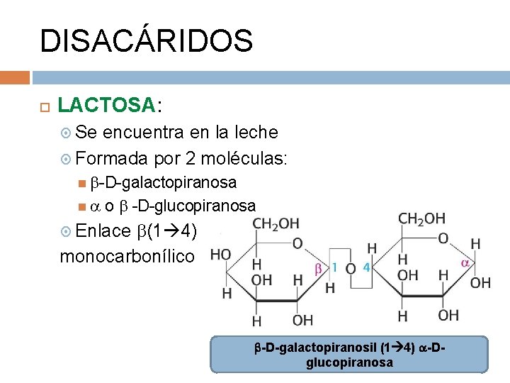 DISACÁRIDOS LACTOSA: Se encuentra en la leche Formada por 2 moléculas: -D-galactopiranosa o -D-glucopiranosa
