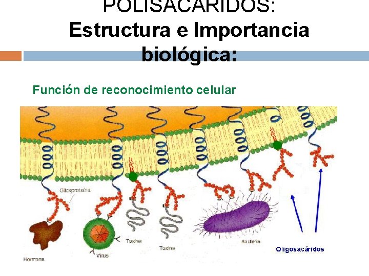 POLISACÁRIDOS: Estructura e Importancia biológica: Función de reconocimiento celular 