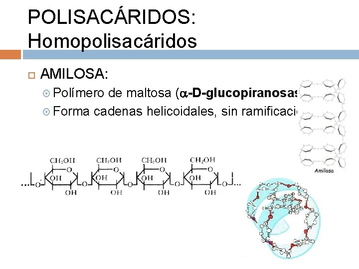 POLISACÁRIDOS: Homopolisacáridos AMILOSA: Polímero de maltosa ( -D-glucopiranosas) Forma cadenas helicoidales, sin ramificaciones 