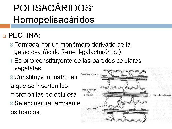 POLISACÁRIDOS: Homopolisacáridos PECTINA: Formada por un monómero derivado de la galactosa (ácido 2 -metil-galacturónico).