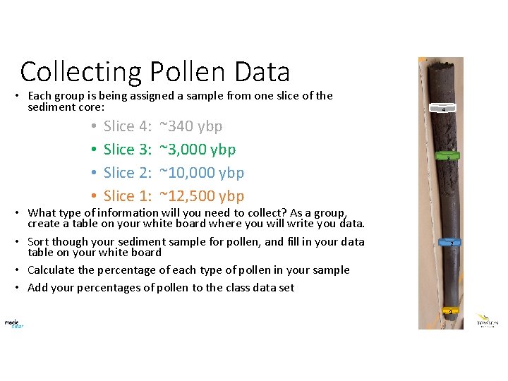 Collecting Pollen Data • Each group is being assigned a sample from one slice