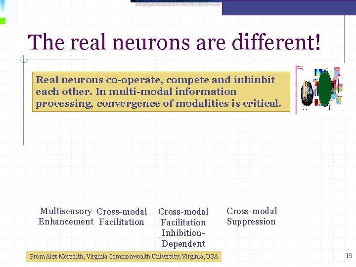 The real neurons are different! Real neurons co-operate, compete and inhinbit each other. In