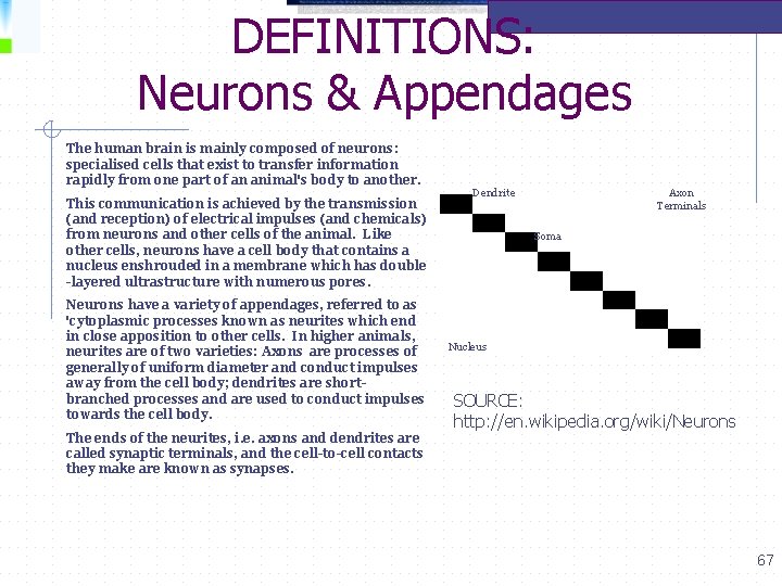 DEFINITIONS: Neurons & Appendages The human brain is mainly composed of neurons: specialised cells