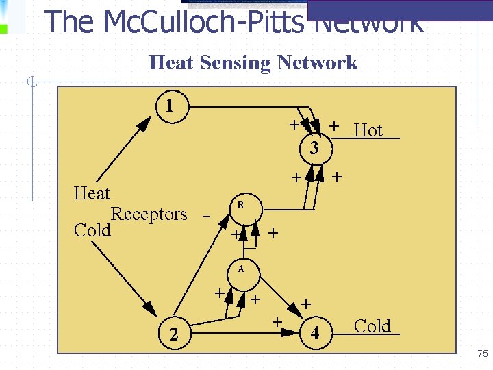 The Mc. Culloch-Pitts Network Heat Sensing Network 1 + 3 + Heat Receptors Cold