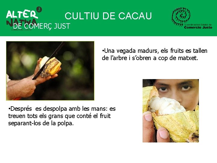 CULTIU DE CACAU DE COMERÇ JUST • Una vegada madurs, els fruits es tallen