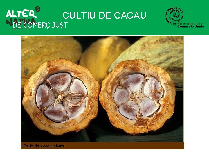 CULTIU DE CACAU DE COMERÇ JUST Fruit de cacau obert. 
