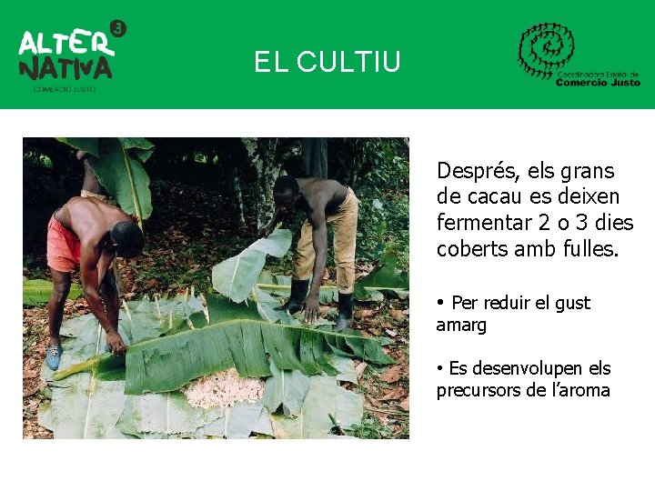 EL CULTIU Després, els grans de cacau es deixen fermentar 2 o 3 dies