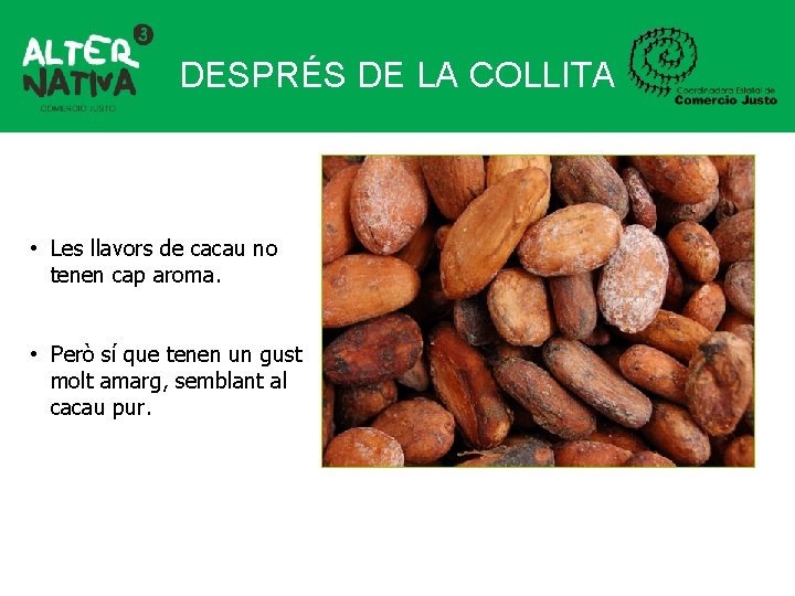 DESPRÉS DE LA COLLITA • Les llavors de cacau no tenen cap aroma. •