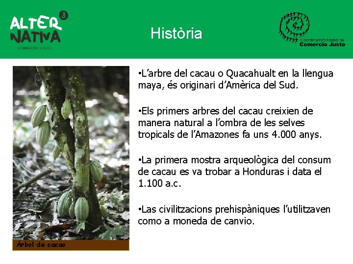 Història • L’arbre del cacau o Quacahualt en la llengua maya, és originari d’Amèrica