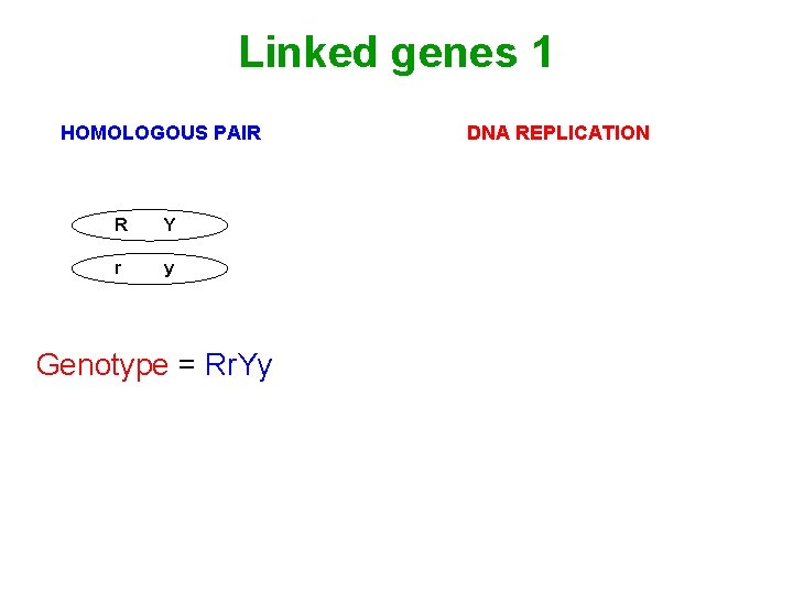 Linked genes 1 HOMOLOGOUS PAIR R Y r y Genotype = Rr. Yy DNA