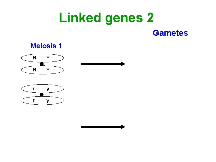 Linked genes 2 Gametes Meiosis 1 R Y R RY Y X ry r