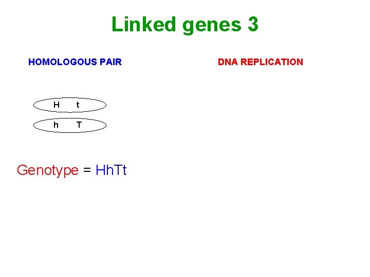 Linked genes 3 HOMOLOGOUS PAIR H t h T Genotype = Hh. Tt DNA