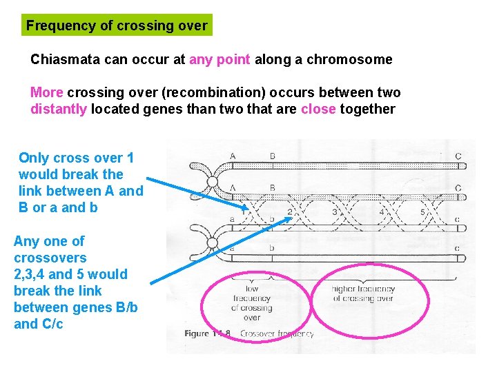 Frequency of crossing over Chiasmata can occur at any point along a chromosome More